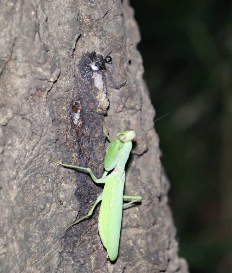 ハラビロカマキリ_No.9のクヌギ_クワガタ達のオアシス_2023年9月28日18時50分 気温28.7度
